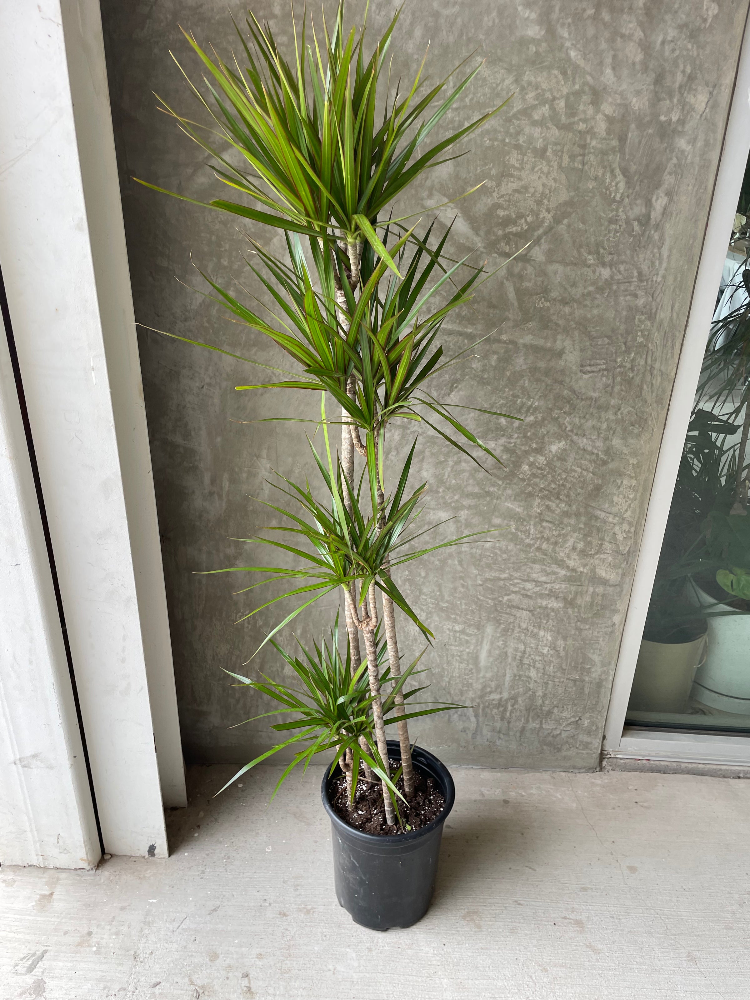 dracaena marginata staggered Marginata Staggered Dragon Tree