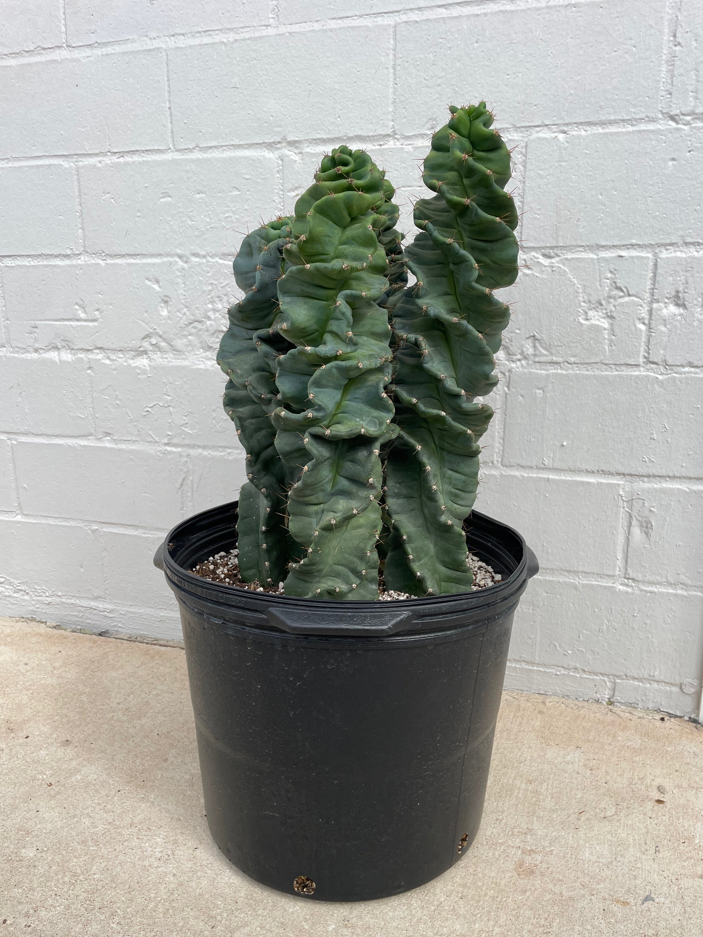 Spiral cactus