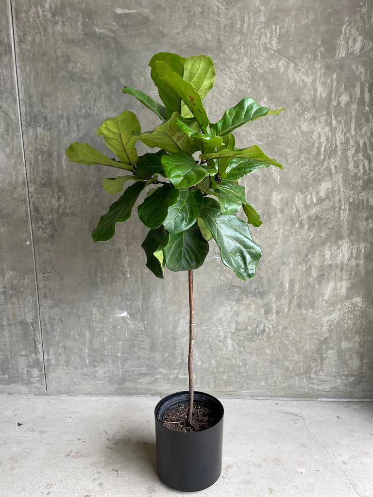 fiddle leaf fig tree austin Fiddle Leaf Fig Standard