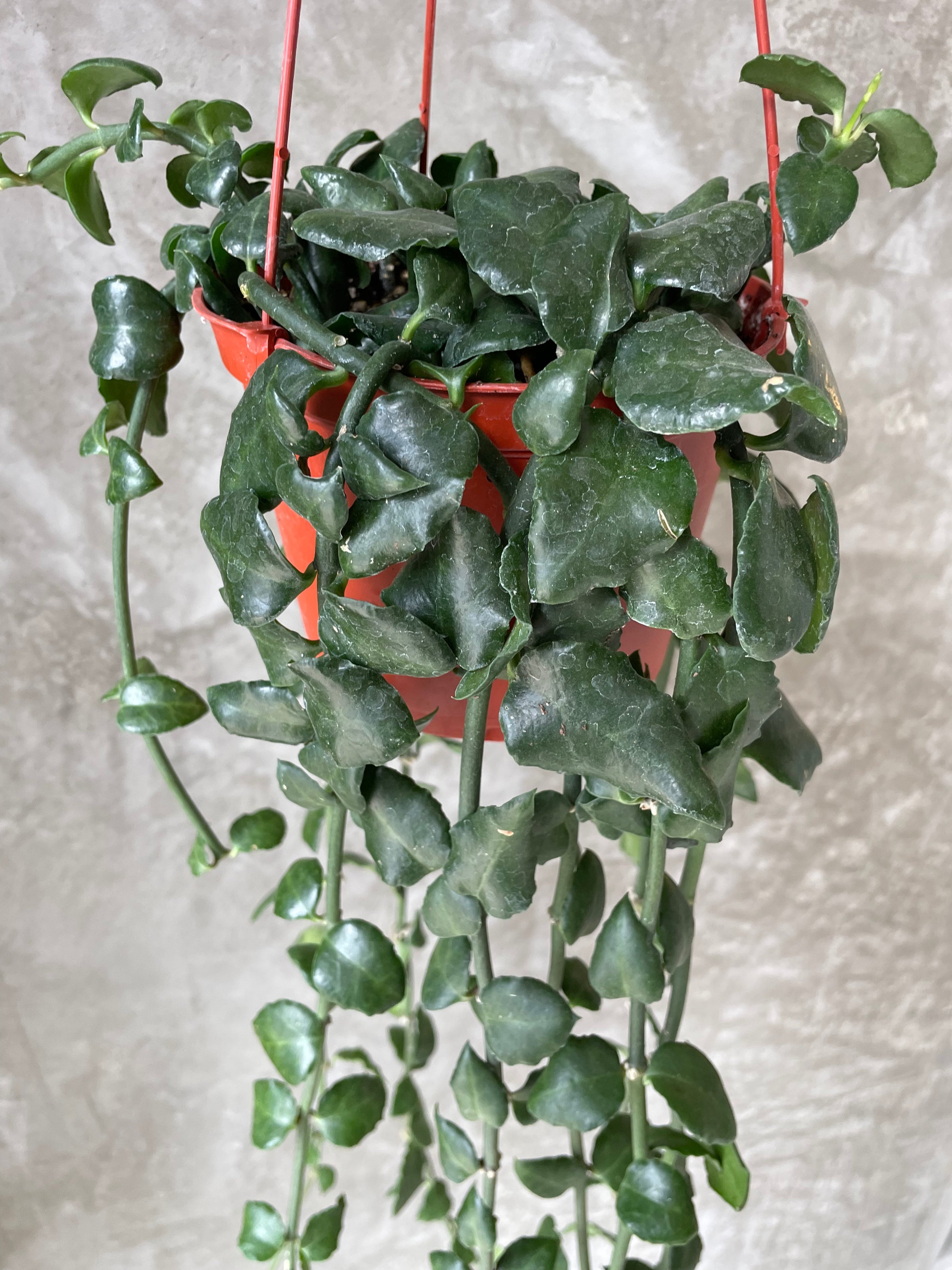 chinese rubber plant Baby Rubber Plant – Hey Rooted