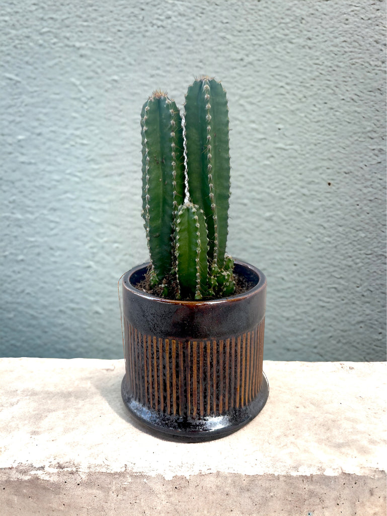 Fairytale Cactus in Conde Planter