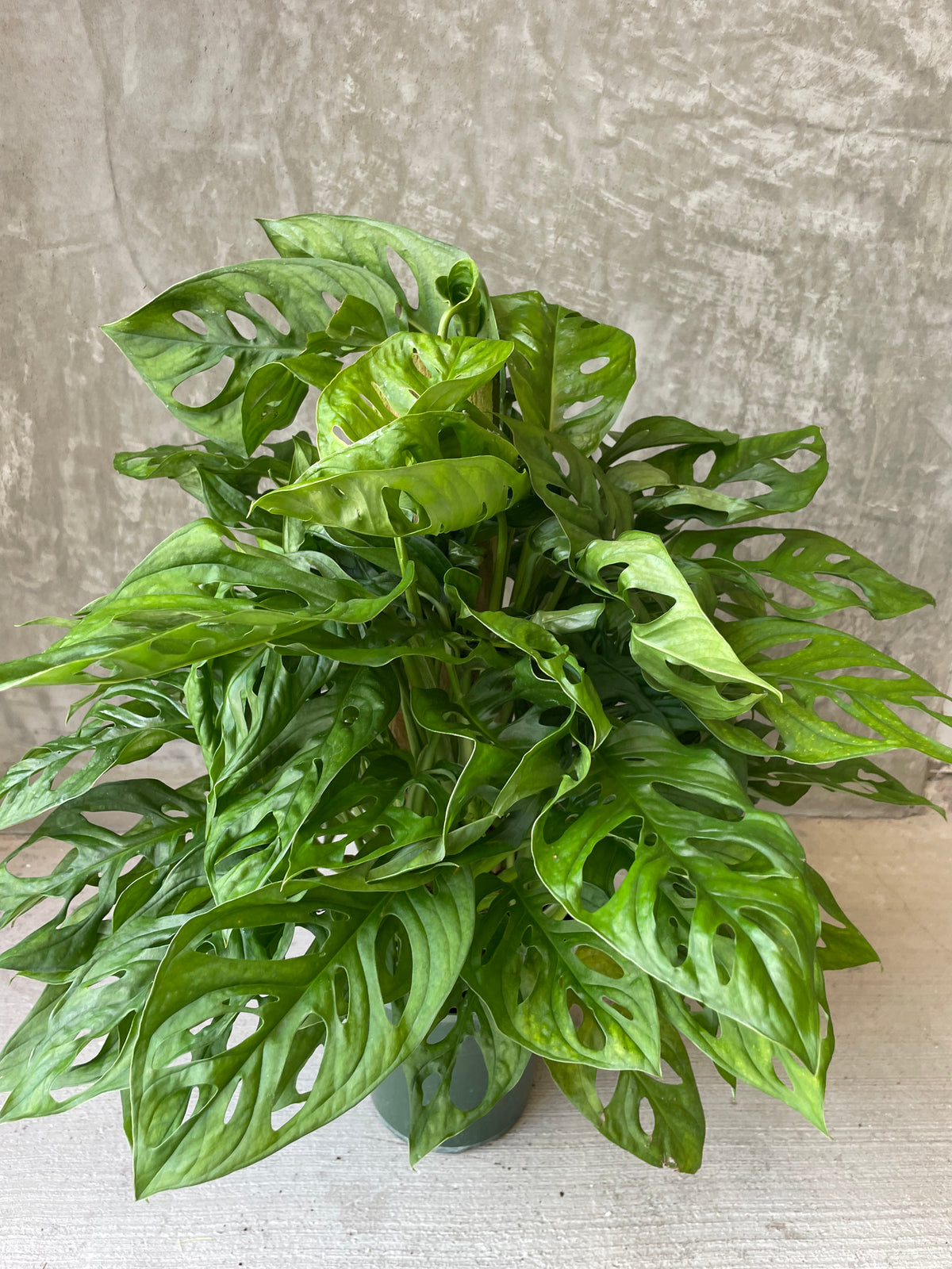 Swiss cheese totem Plant Party