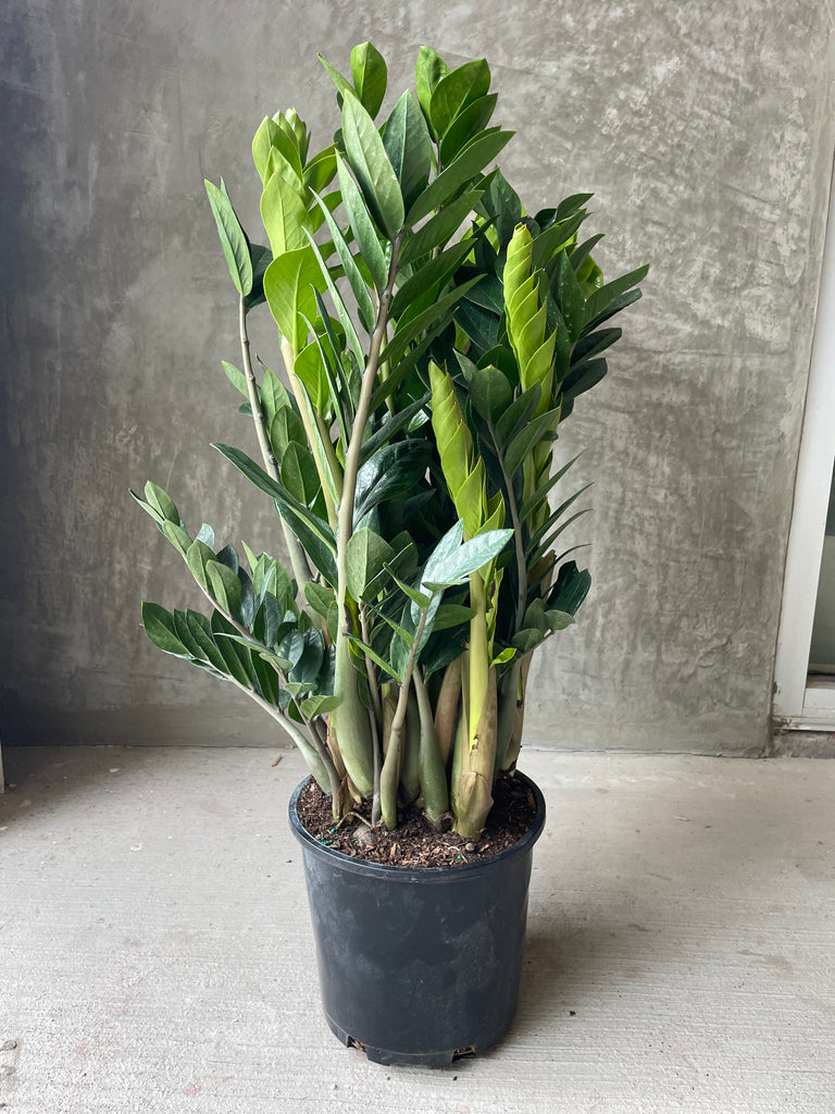 texas horticulture zz plant buy Zz plant