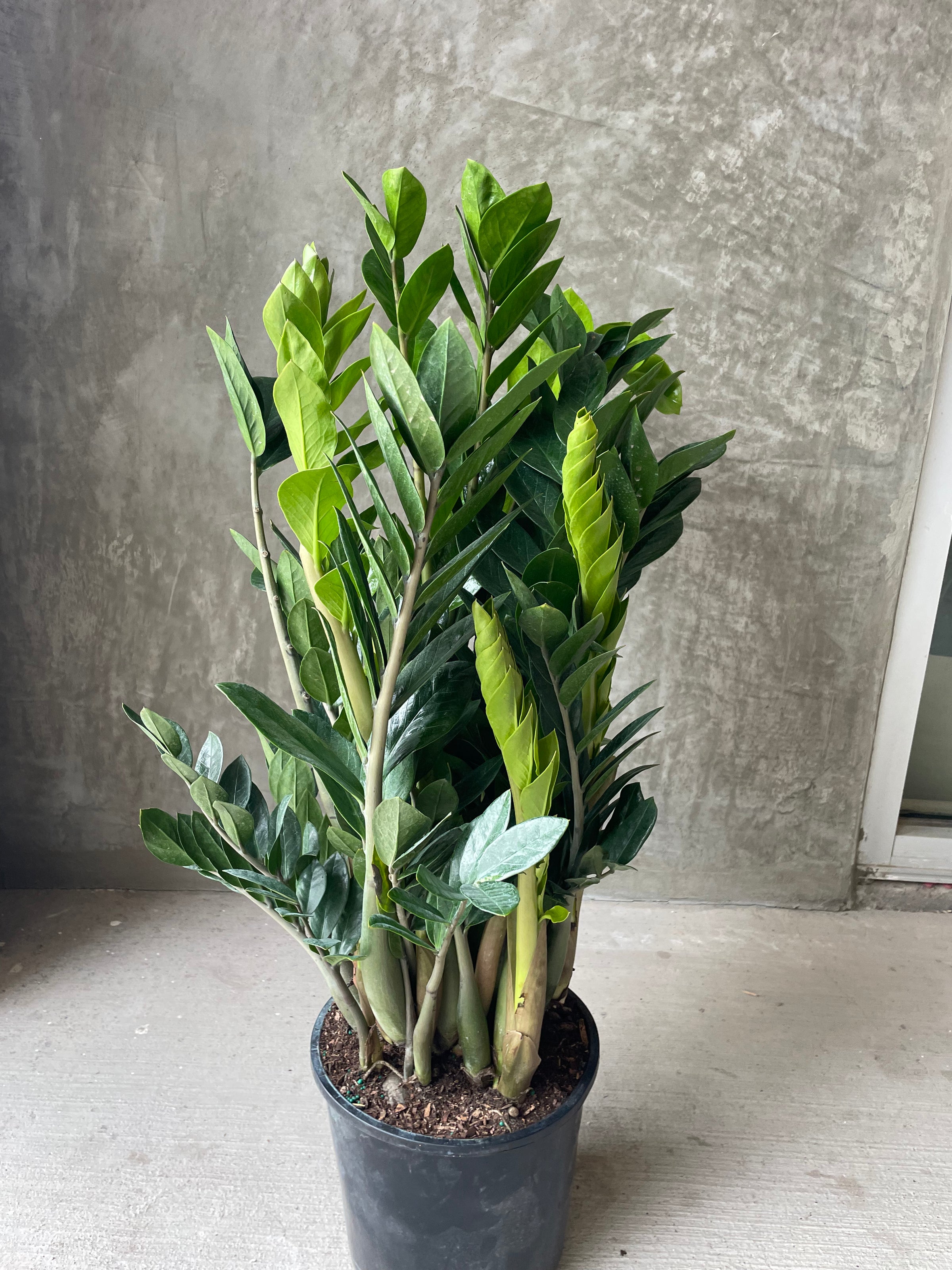zz plant cost Zz plant