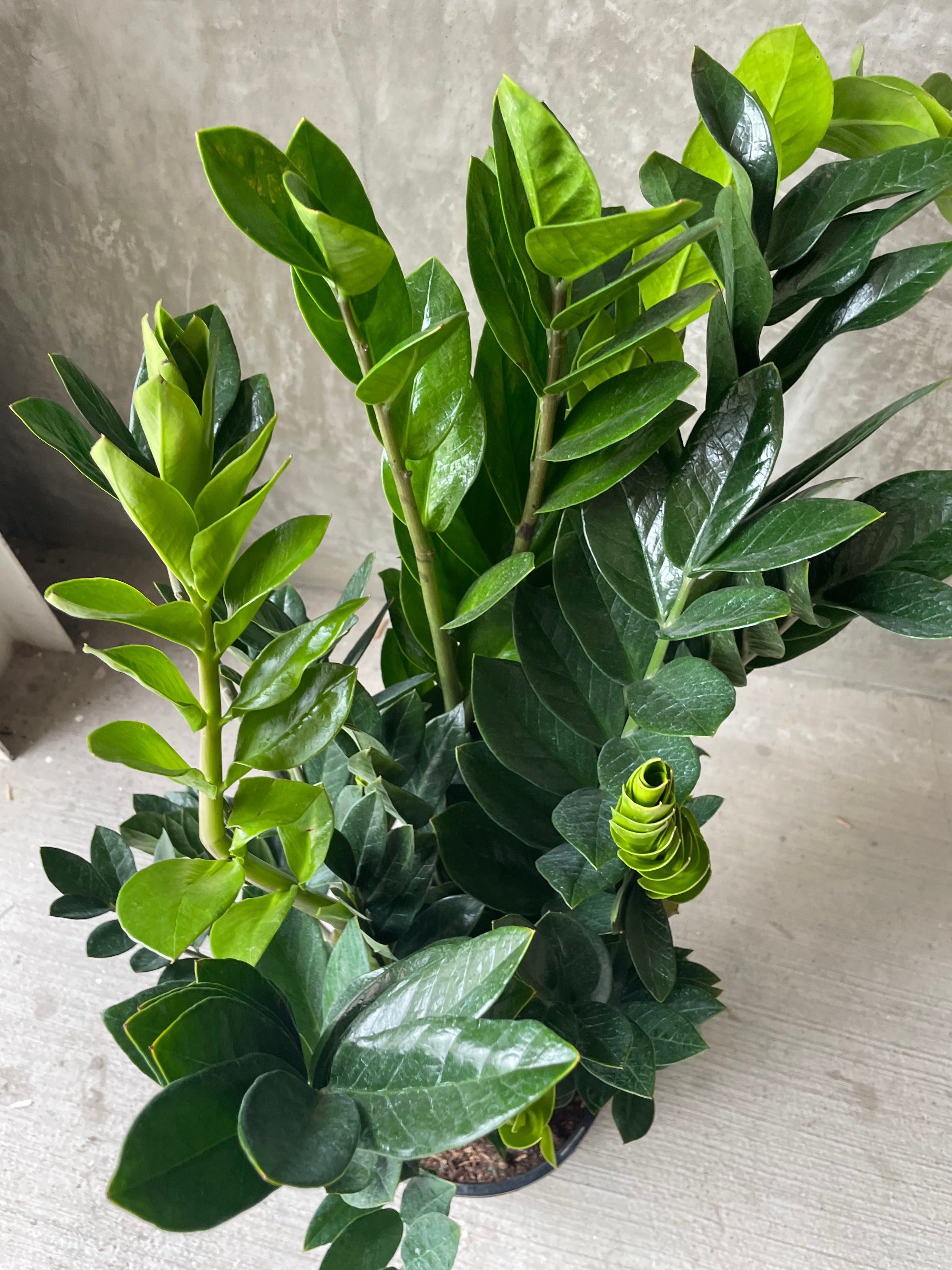 texas horticulture zz plant buy Zz plant
