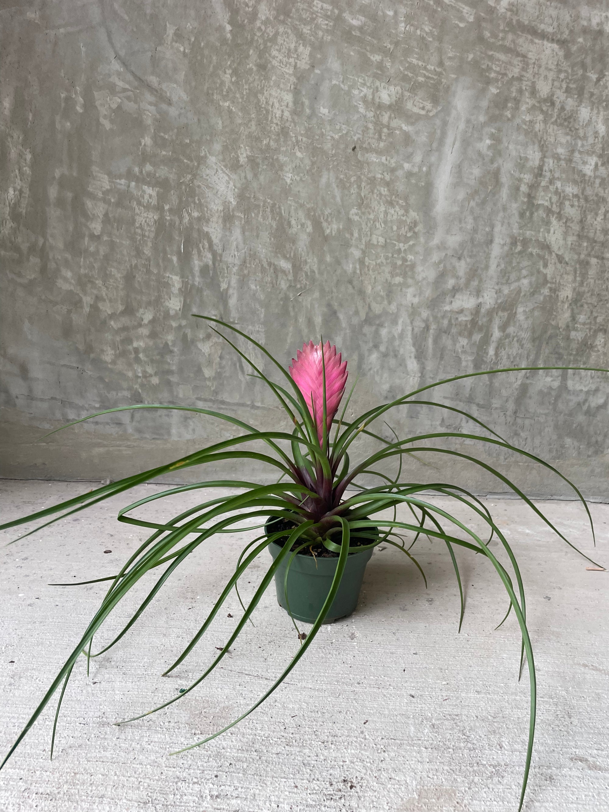 Plant Party T. Cyanea