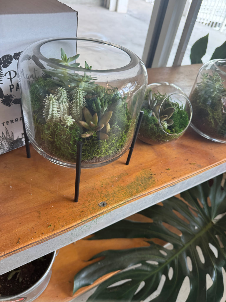 Mousseaux Terrarium Garden