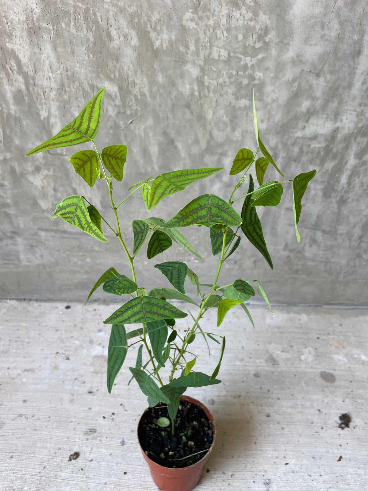 Christia Christia obcordata “butterfly” | Plant Party