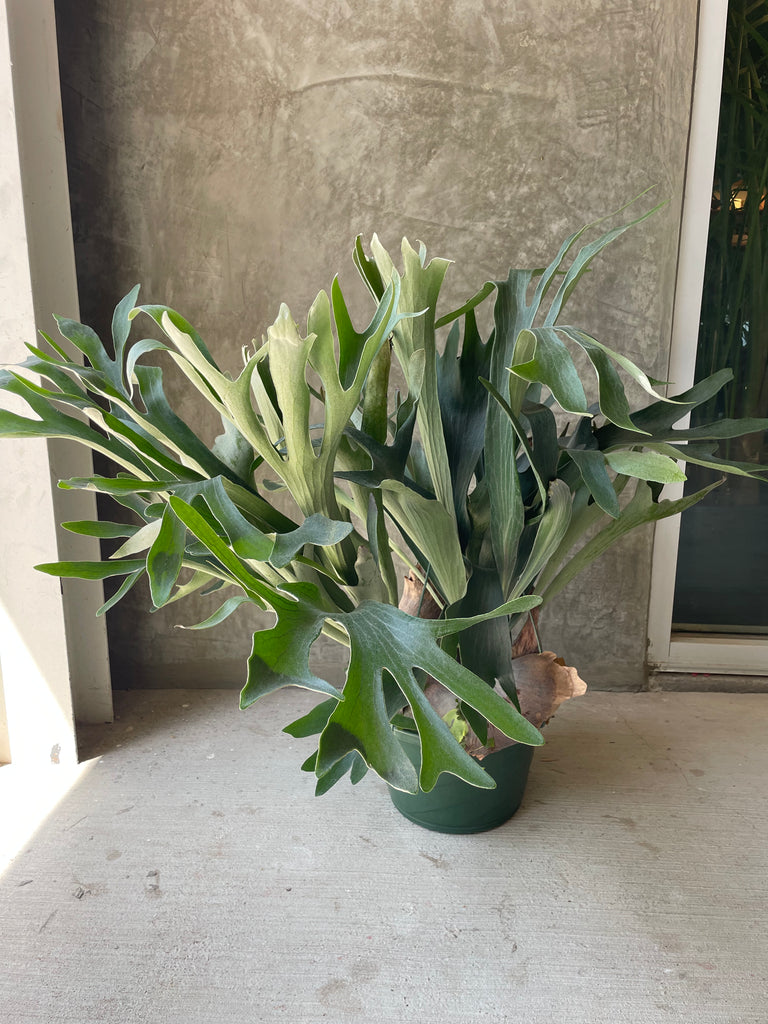 planting a staghorn fern in a hanging basket Staghorn XL hanging basket