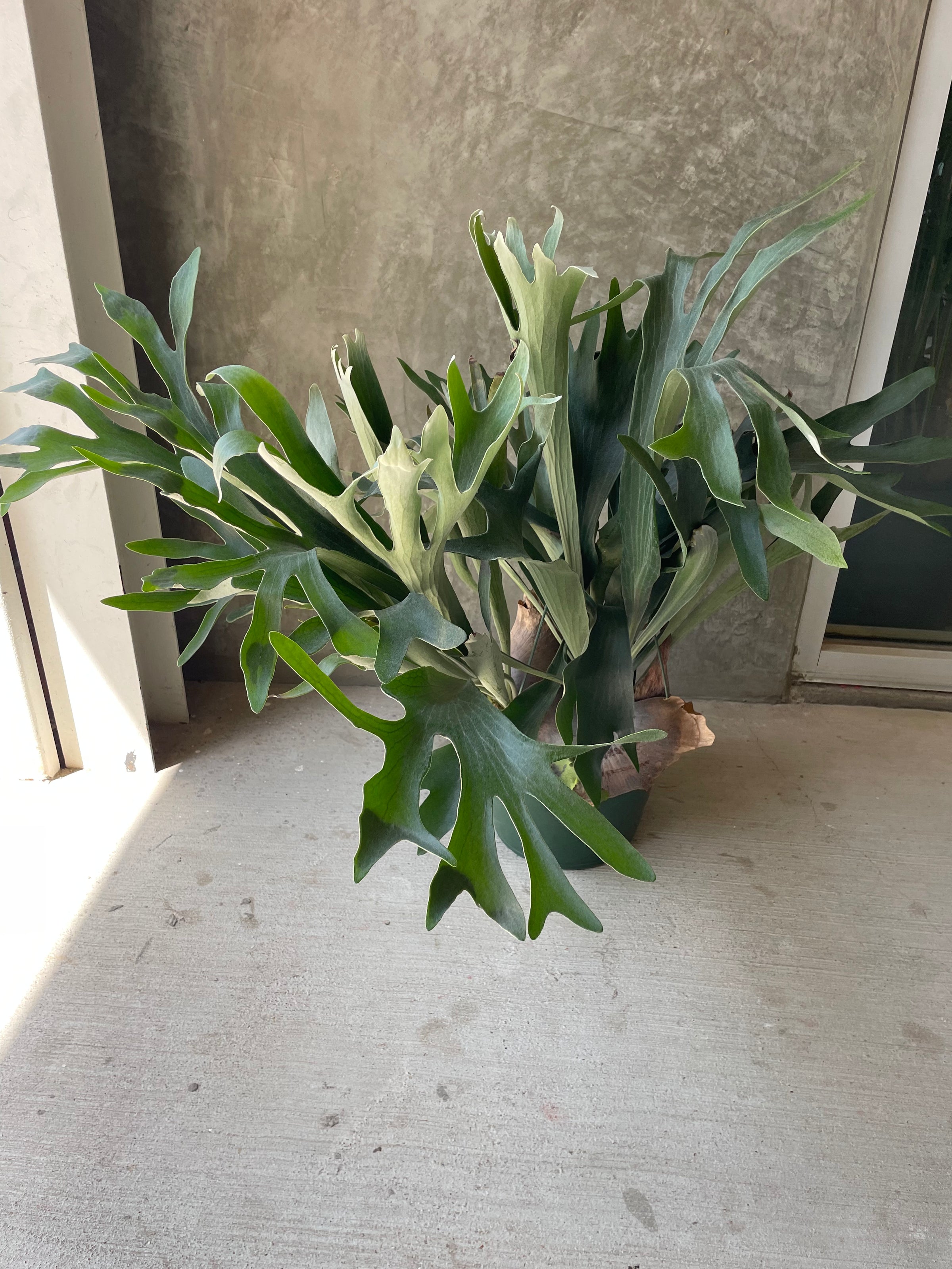 Staghorn XL hanging basket