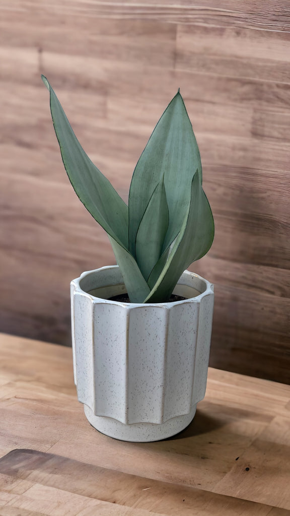 Moonshine Snake Plant in Scallop Planter