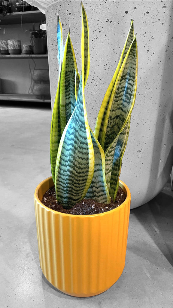 mustard pot plant Snake Plant in Mustard Planter