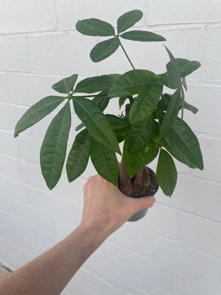 sunburn money tree Money tree