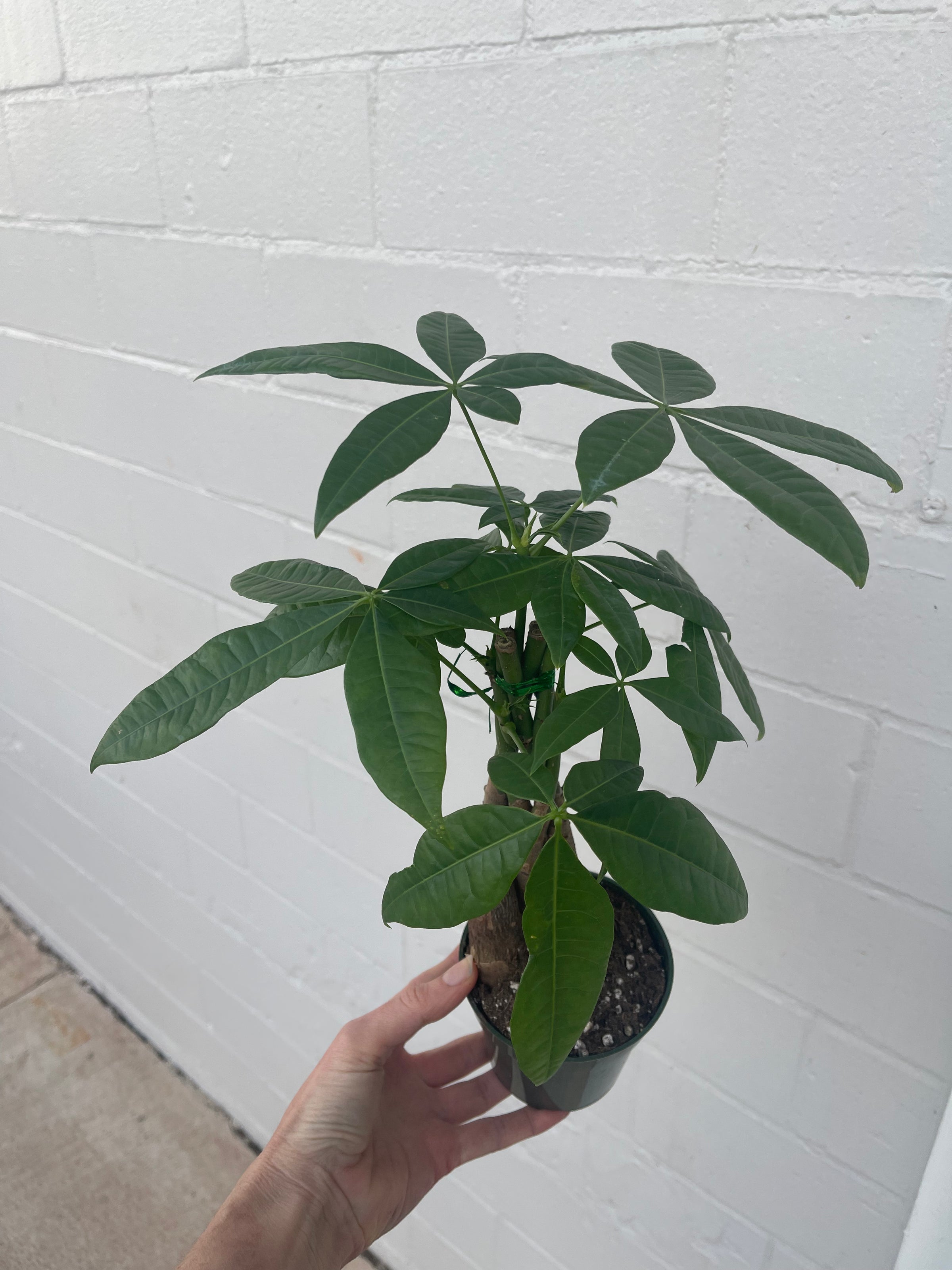 money tree on mississippi Money tree
