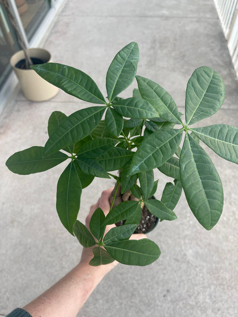 buy a money tree for a party Money tree