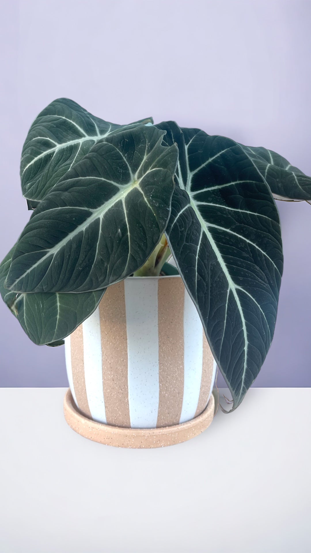 Plant Party Alocasia Planter