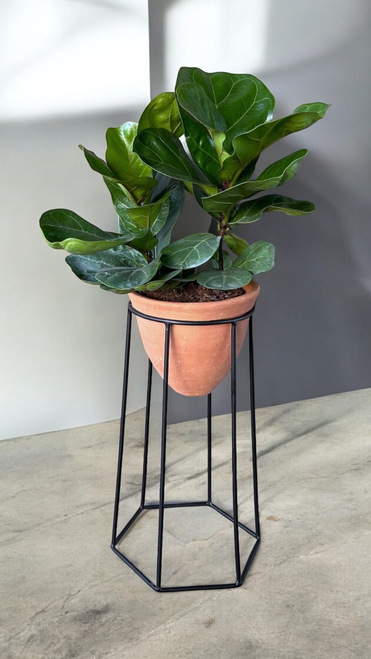 Plant Party Fiddle Leaf Fig Plant Stand