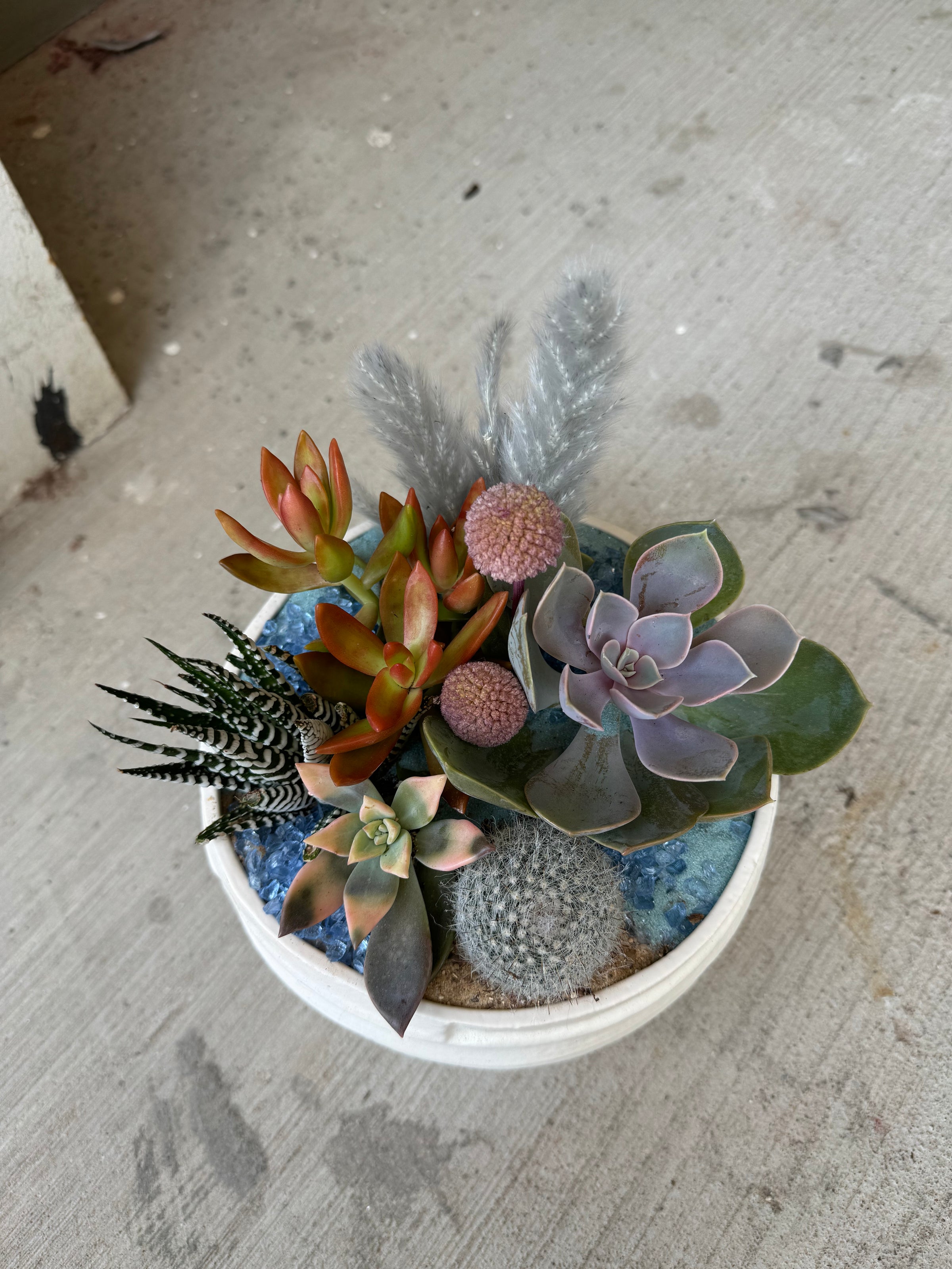 succulent calypso Calypso Succulent Garden