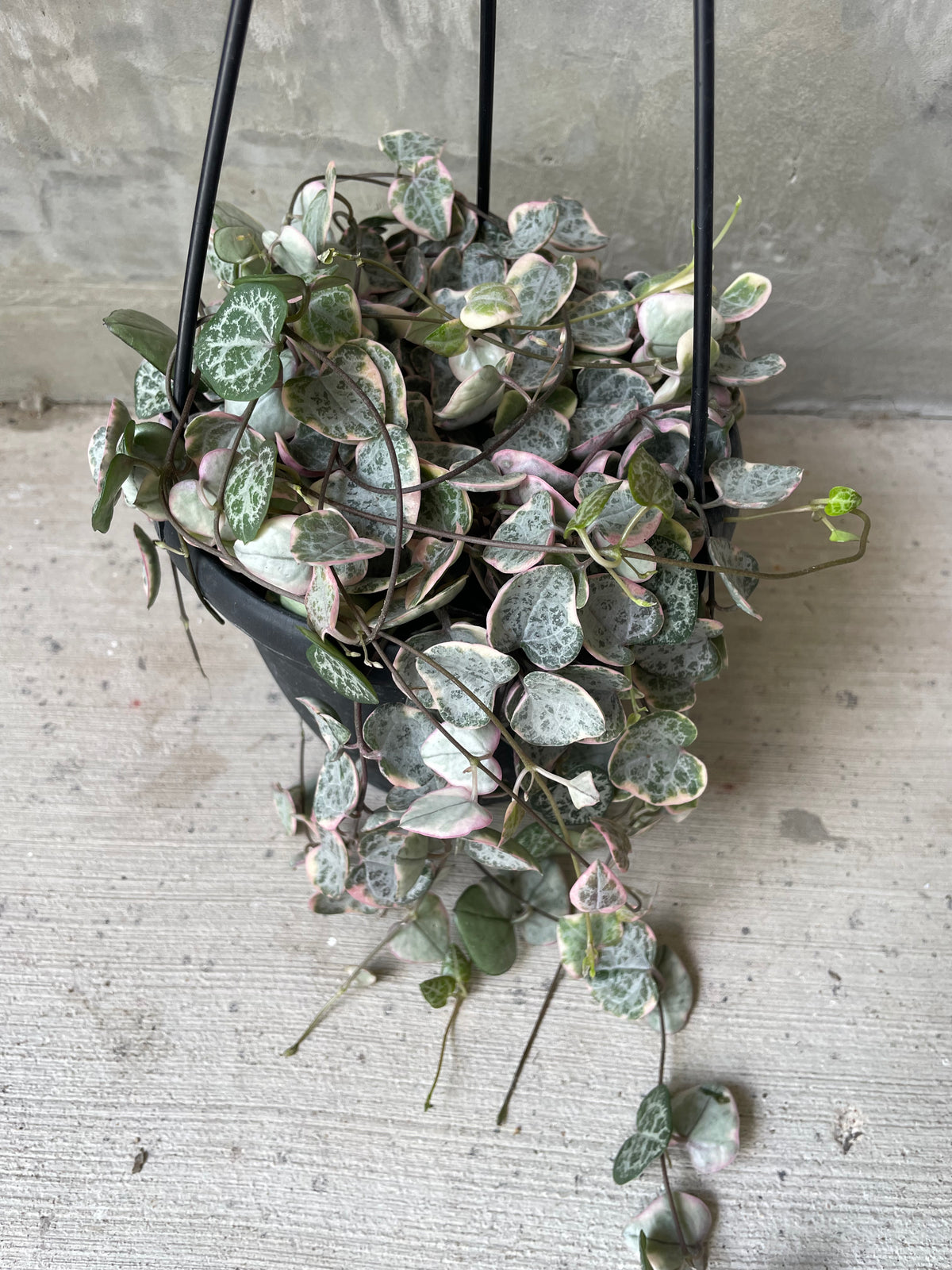 String of hearts var. | Plant Party