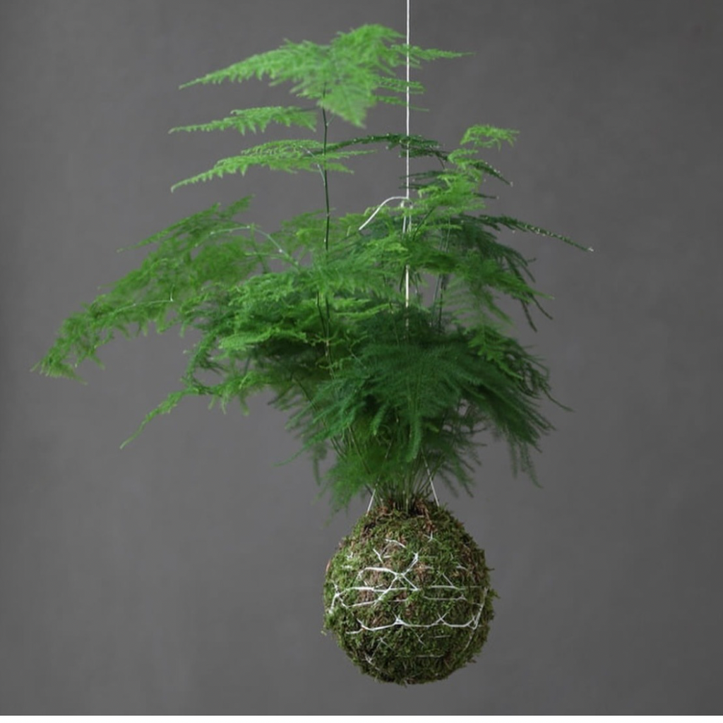 Kokedama Workshop