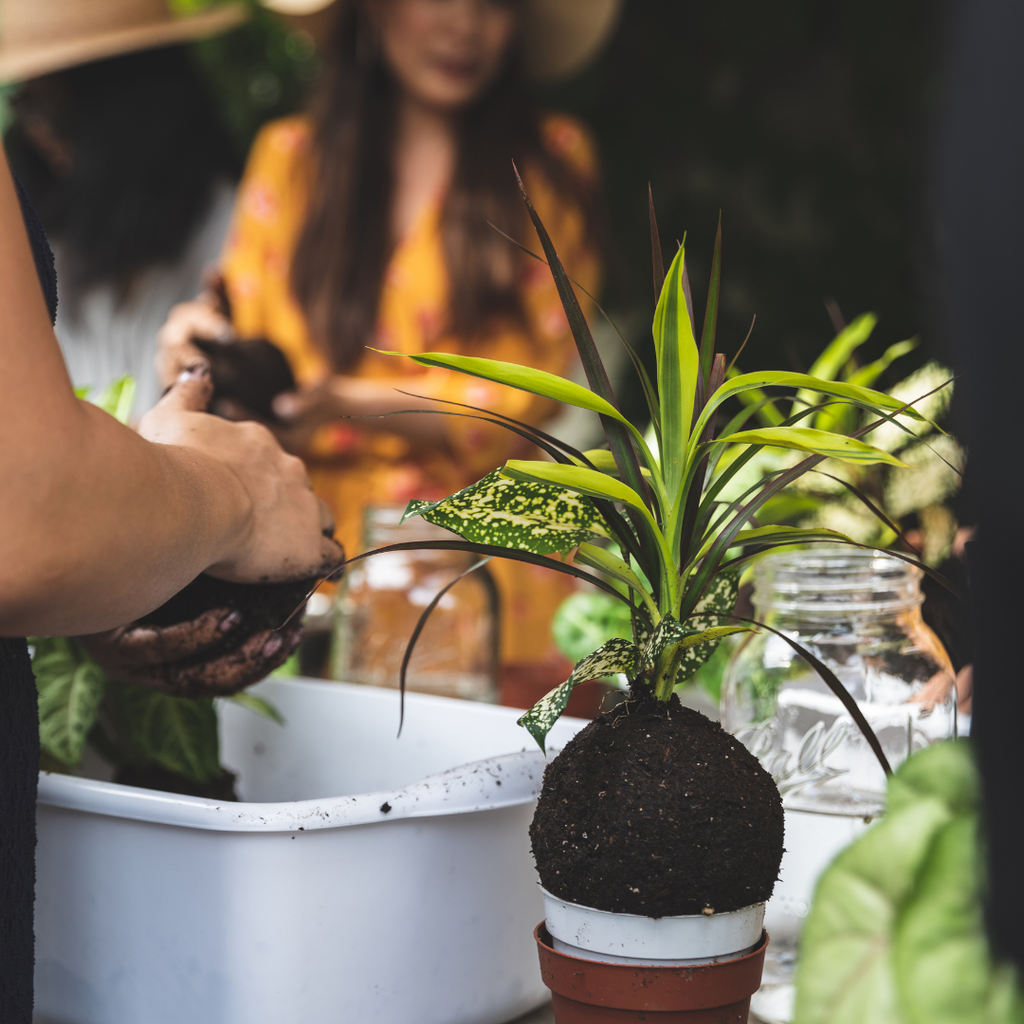 Kokedama Workshop