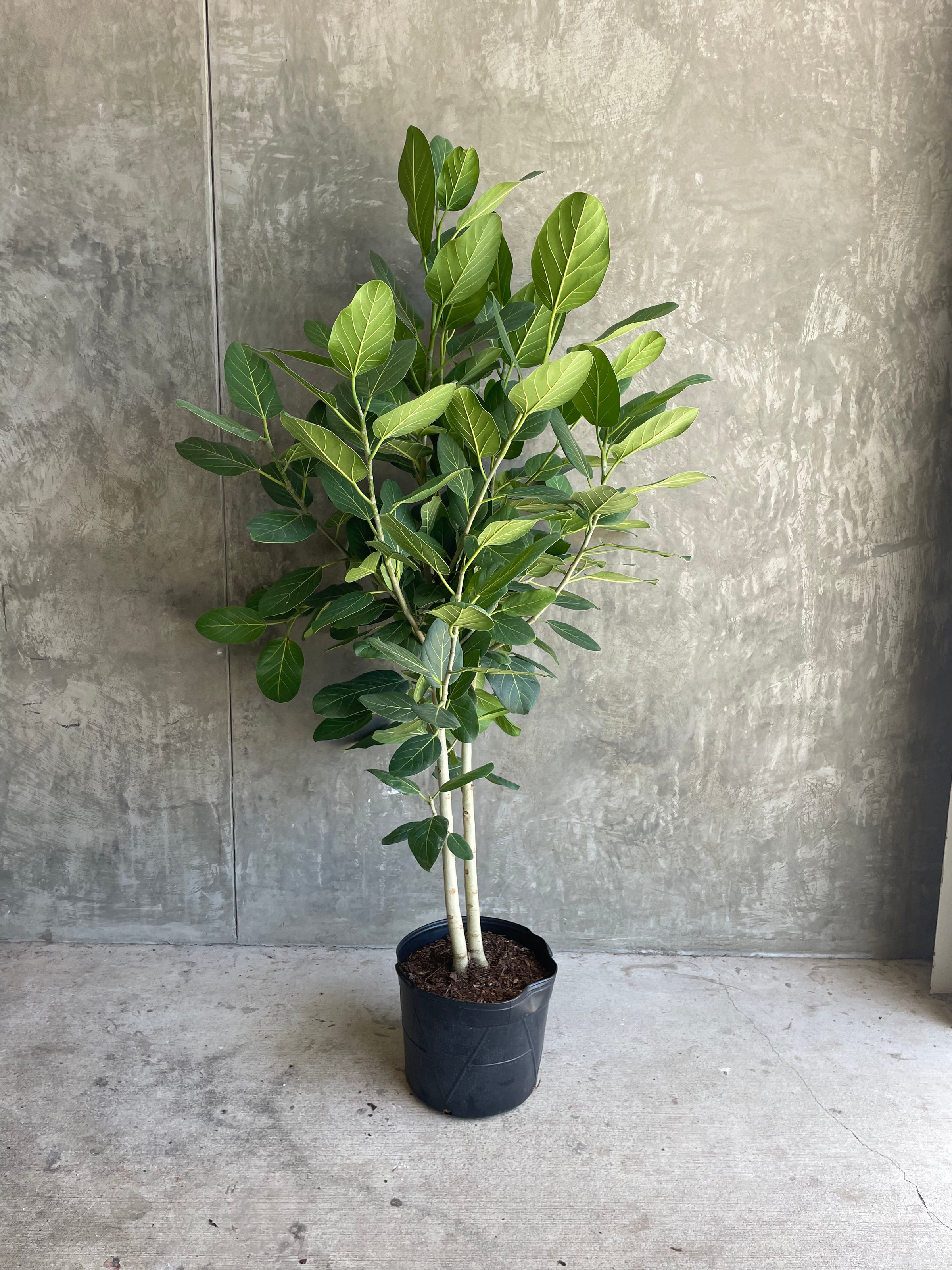 ficus audrey Ficus Audrey lg