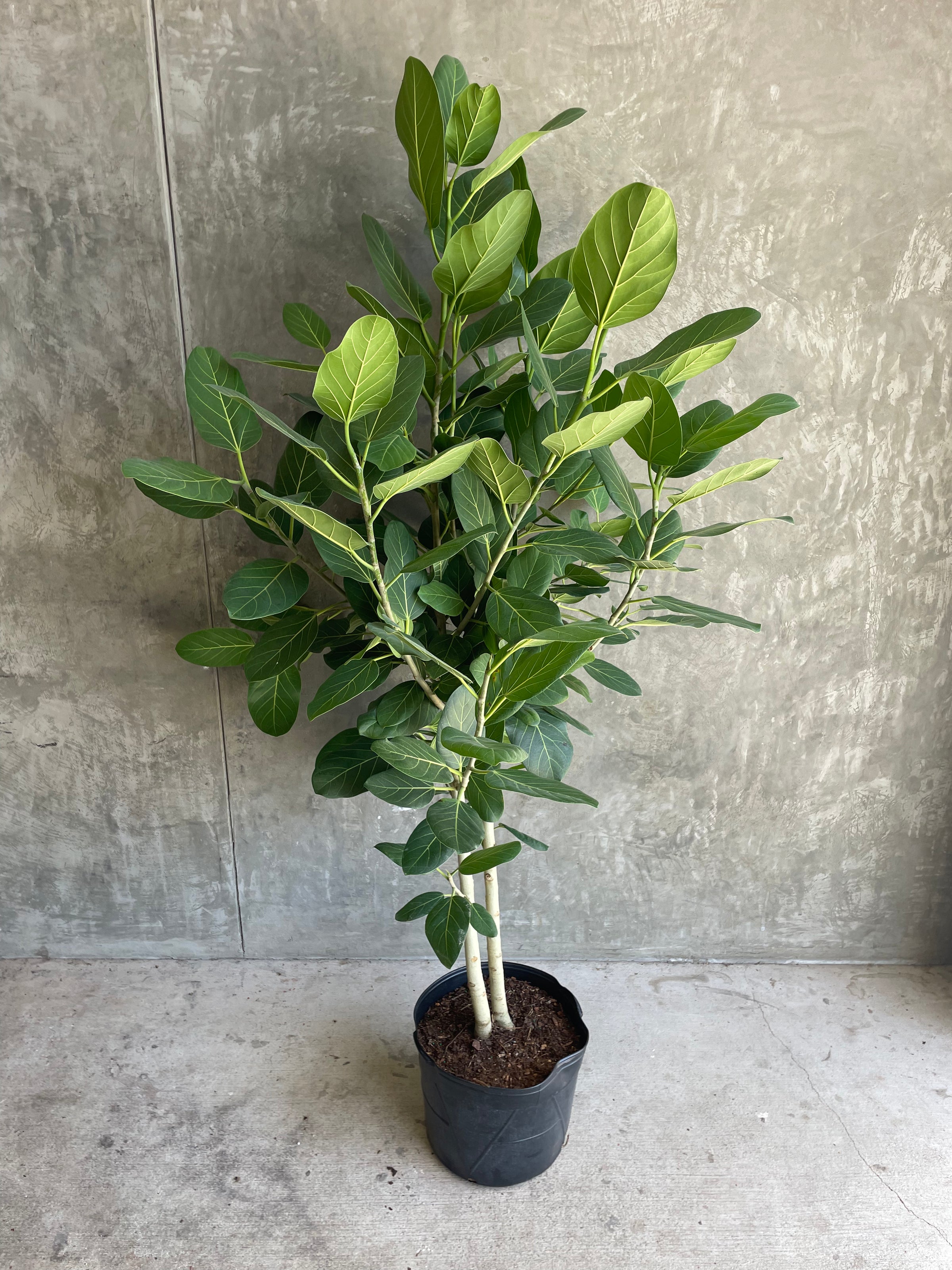 ficus audrey in hindi Ficus Audrey lg