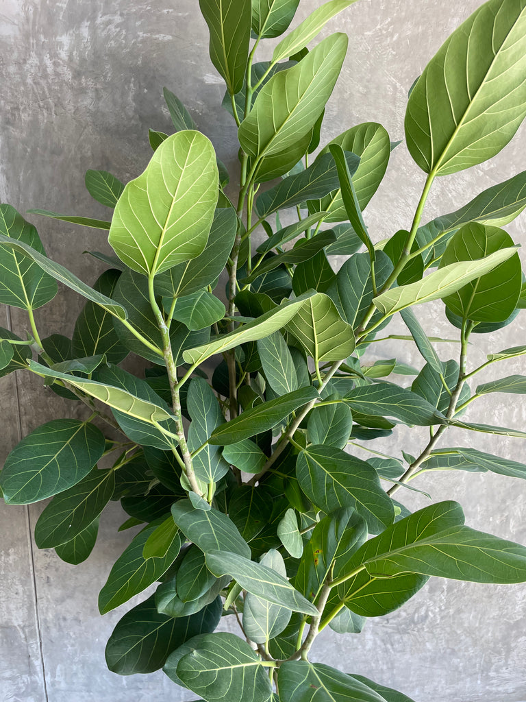 audrey ficus lowes Ficus Audrey lg