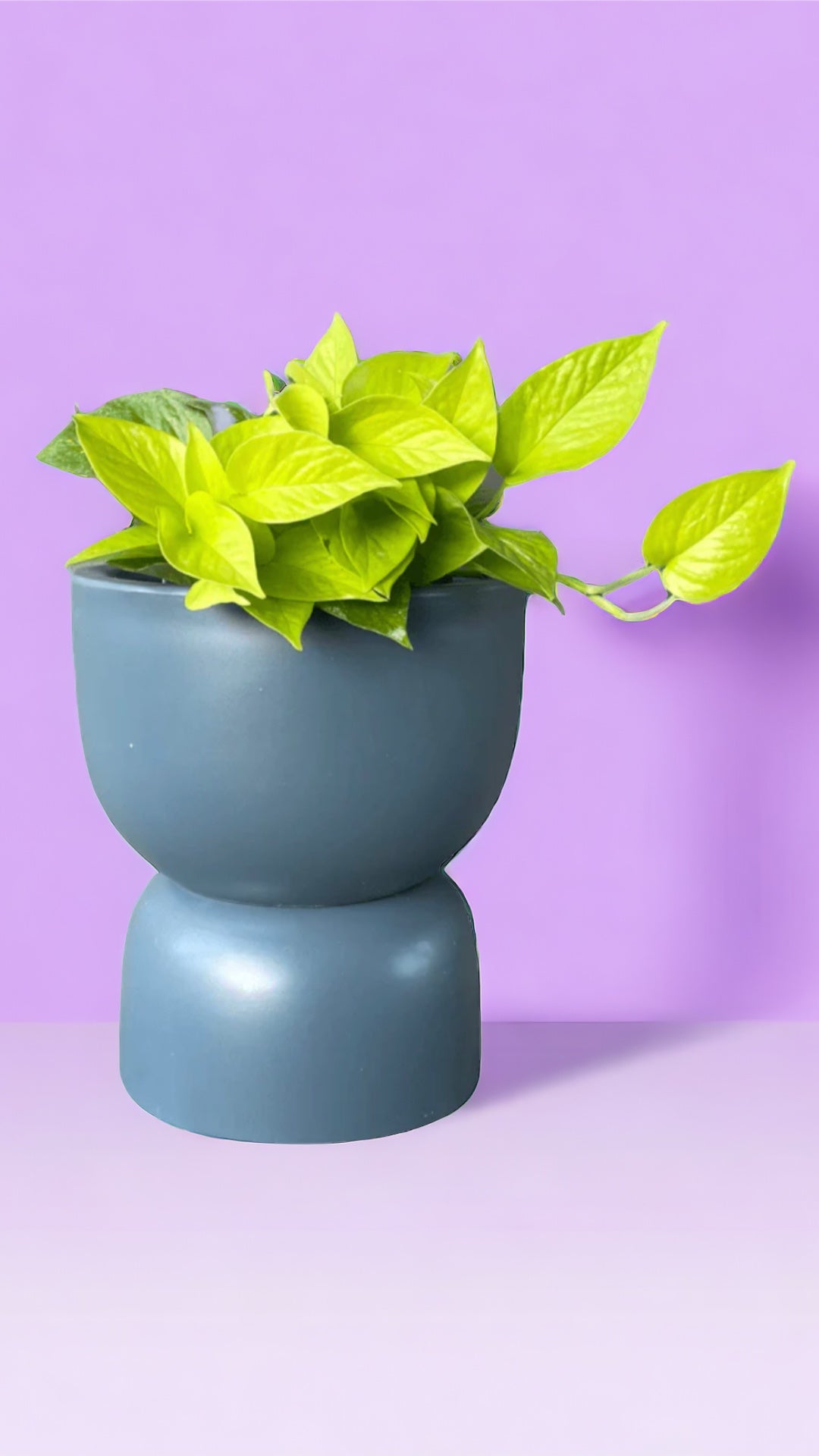 Plant Party Neon Pothos Planter