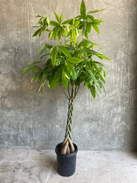 buy a money tree for a party Money Tree