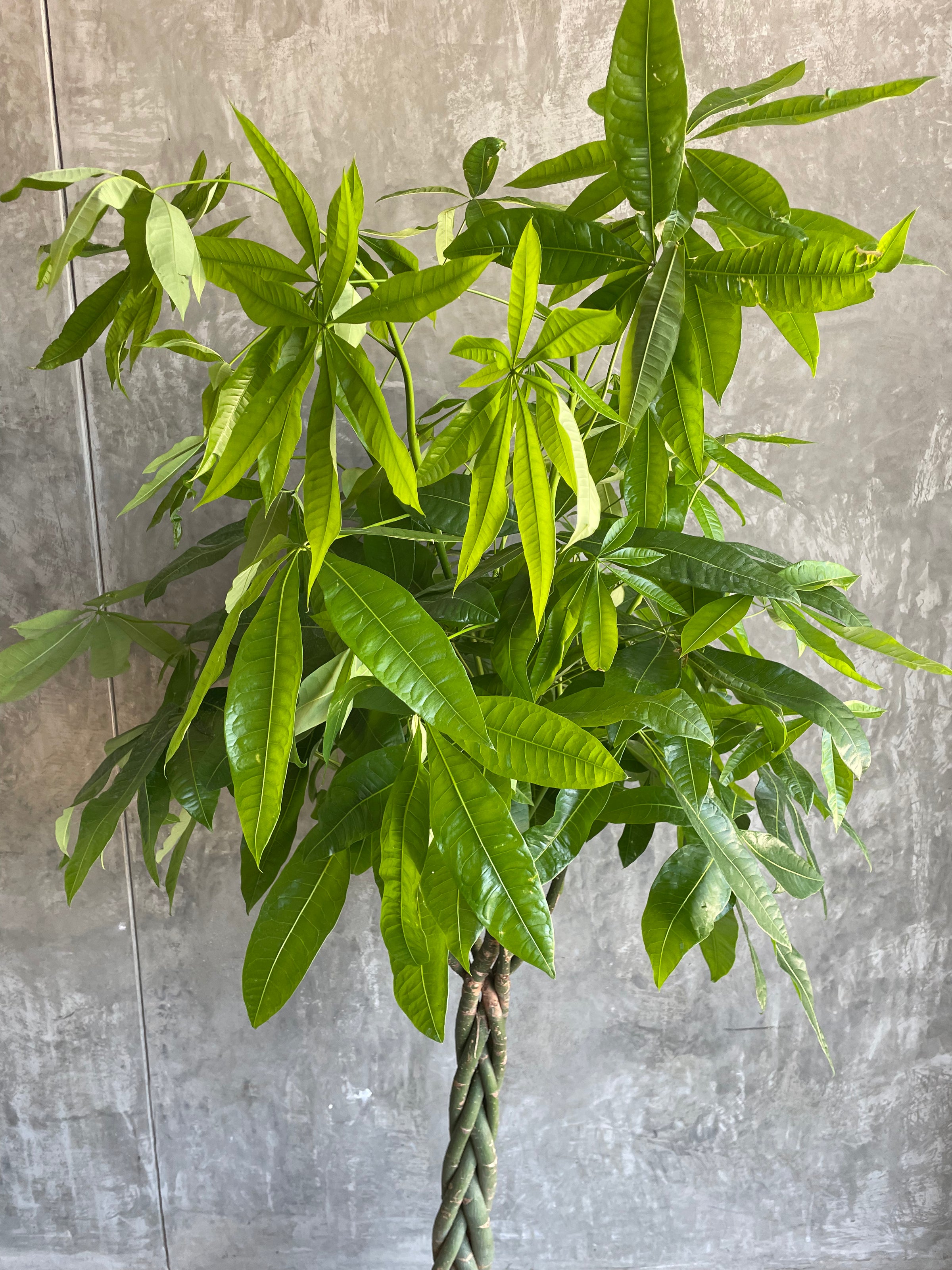 money tree marysville hours Money Tree
