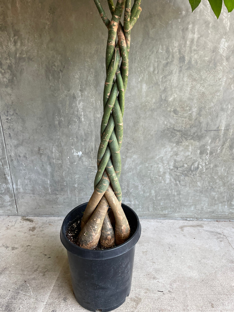 money tree prater Money Tree
