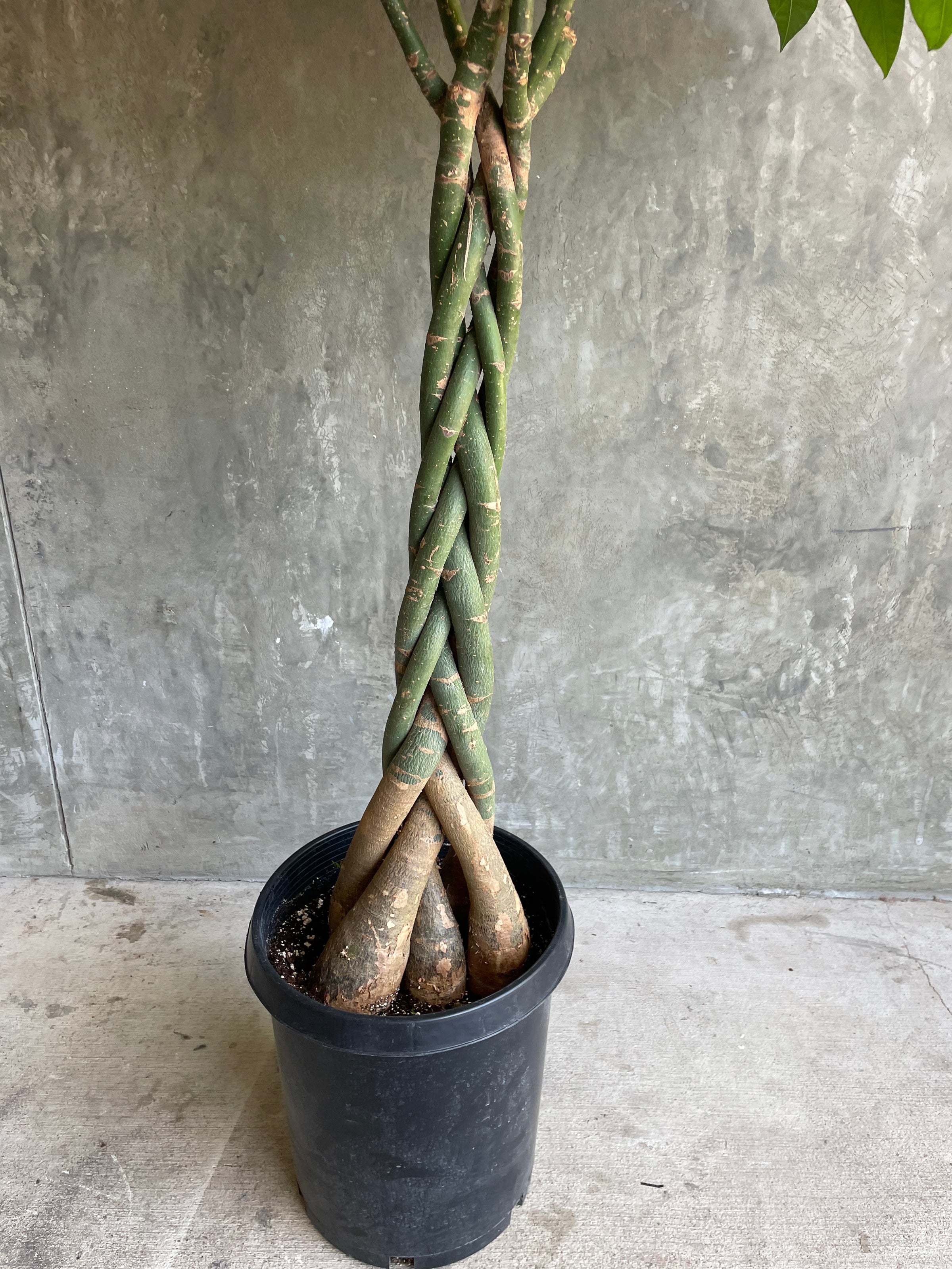 money tree sheridan Money Tree