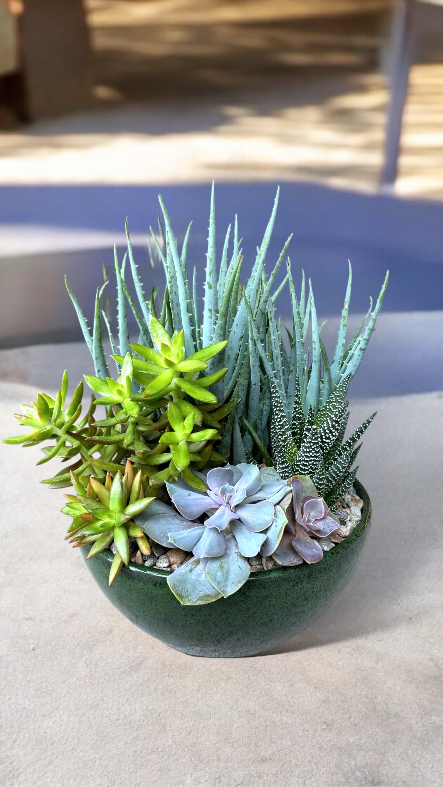 Plant Party Marsh Succulent Garden