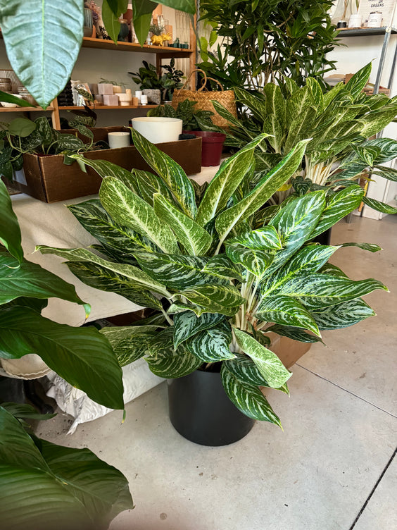 3-4ft Full Foliage Plant Rental