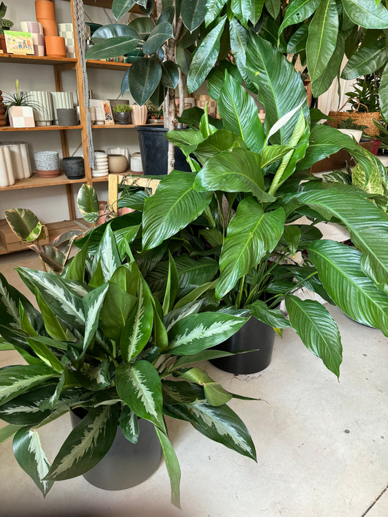 3-4ft Full Foliage Plant Rental