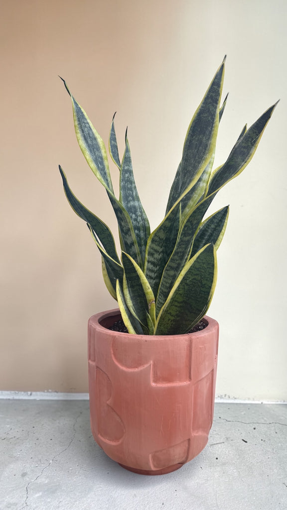Snake Plant in Shapes Planter