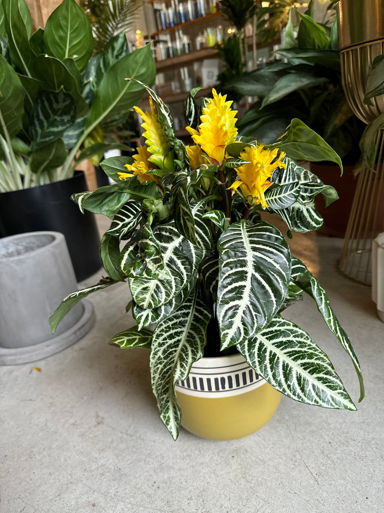 Zebra Plant in Olive Planter