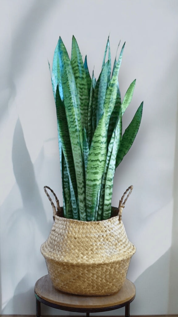 sansevieria snake plant in woven river grass Snake Plant in Sea Grass Basket