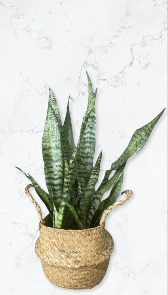 Snake Plant in Sea Grass Basket