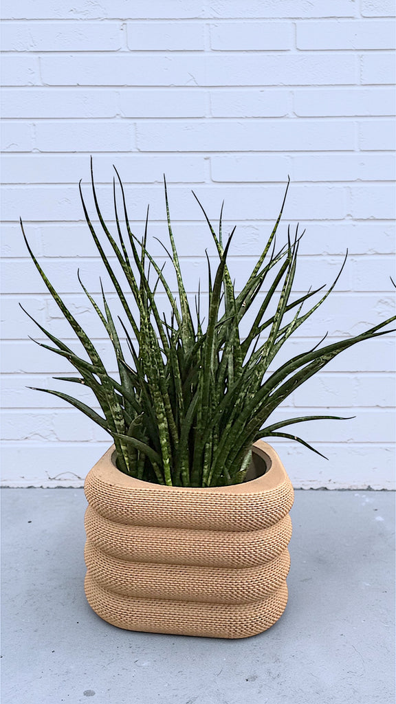 faux snake plant wicker basket Mikado Snake Plant in Conifer Knit Planter