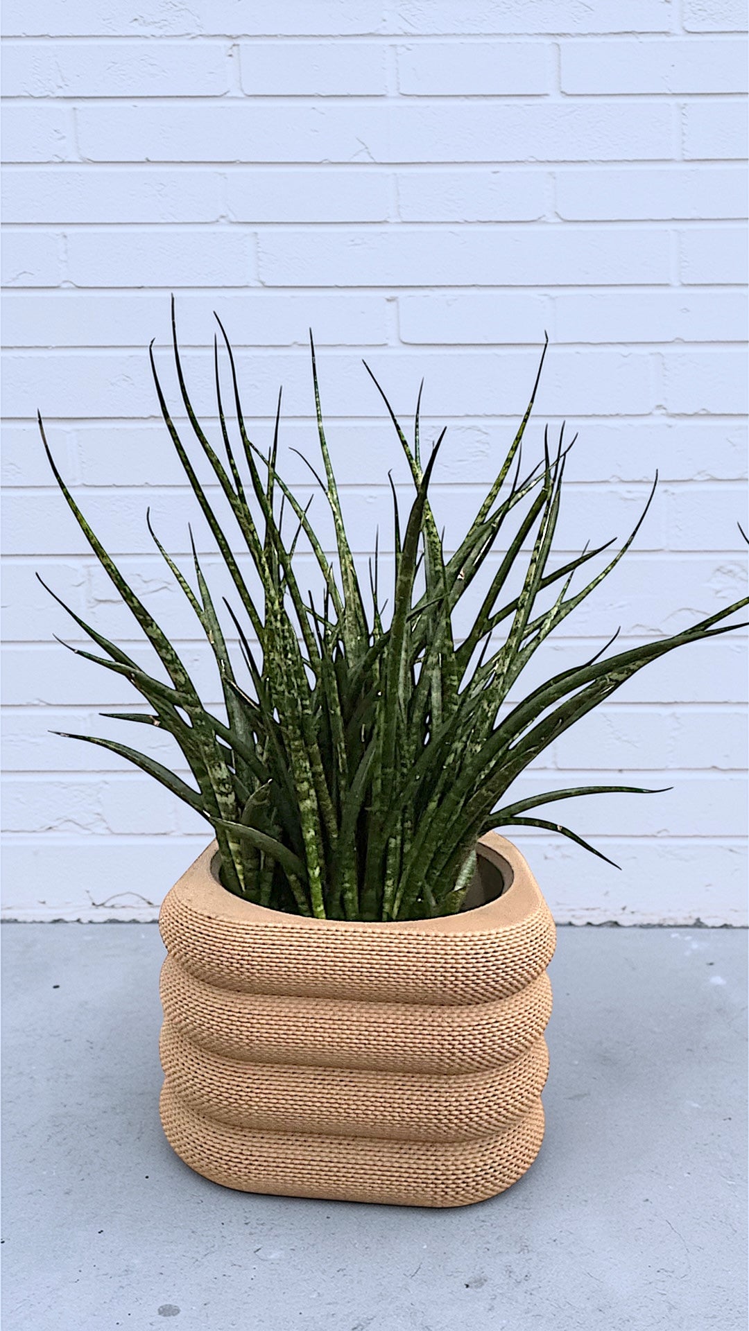 Mikado Snake Plant in Conifer Knit Planter | Plant Party