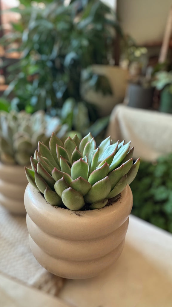 Florette Succulent in Tan Tubular Planter