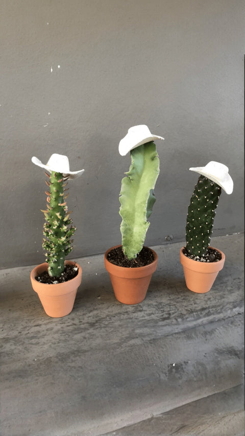 Cowboi Cacti Trio