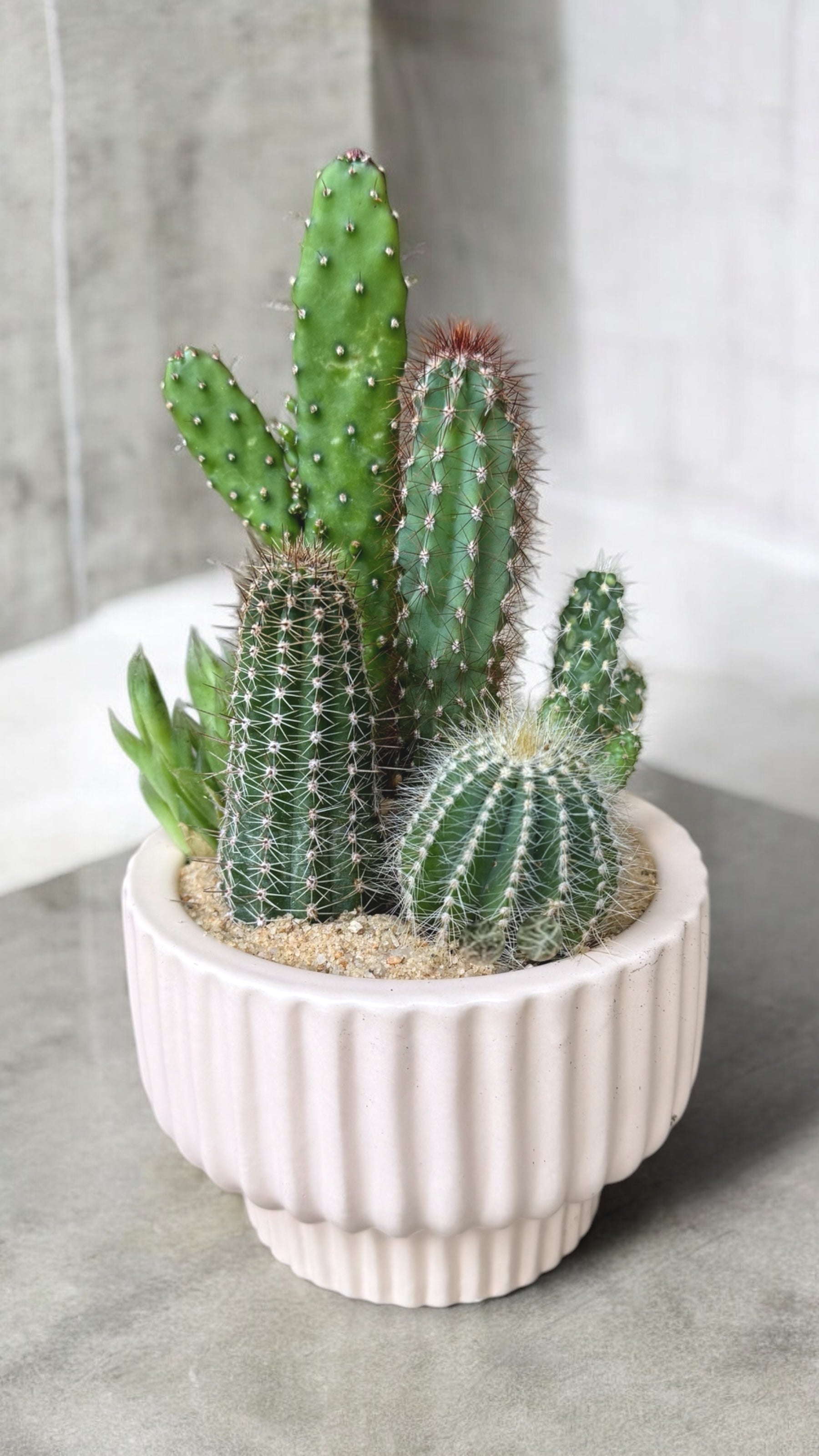 indoor cactus plant pots Cacti Garden in Ballet Compote Planter