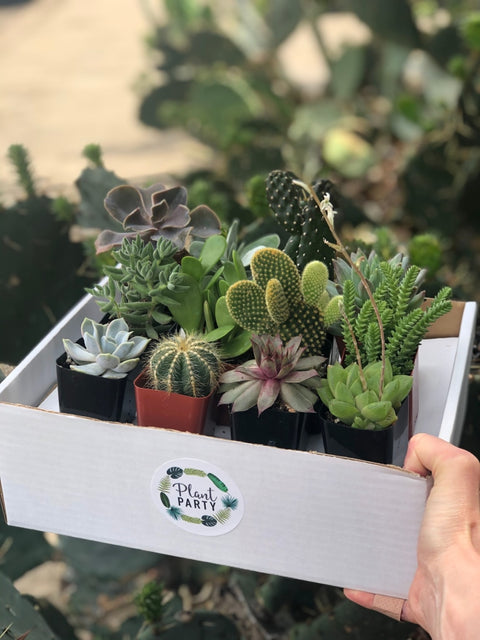 succulents in a box Box of 12 Succulents/Cacti