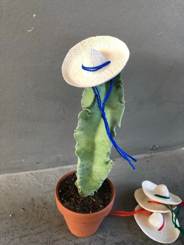 Cacti Rico (Choose Uno Dos Tres Amigos) Solo Houseplant