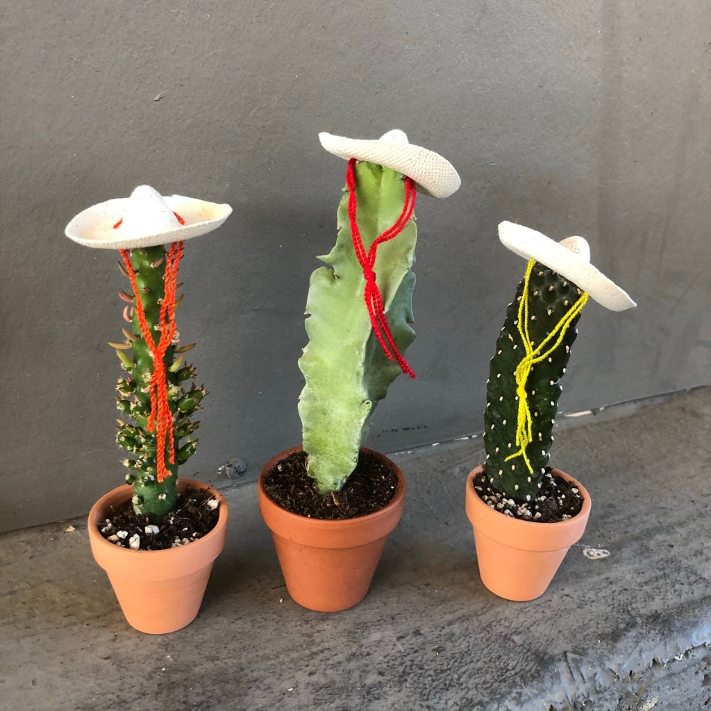 Cacti Rico (Choose Uno Dos Tres Amigos) Trio Houseplant