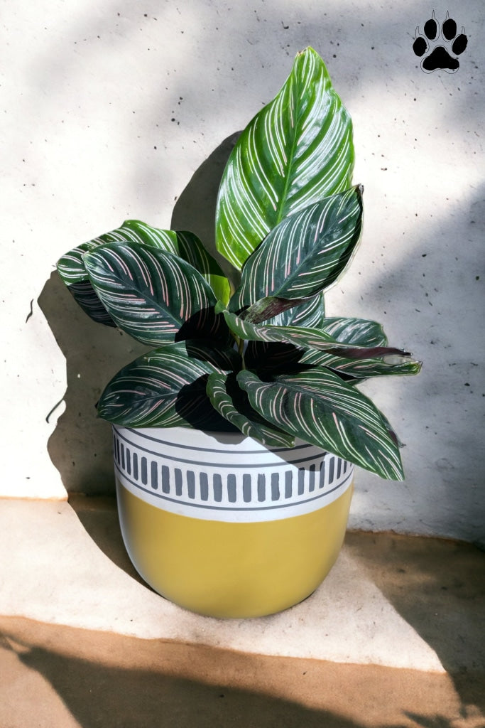 Calathea Pinstripe In The Oliver Planter