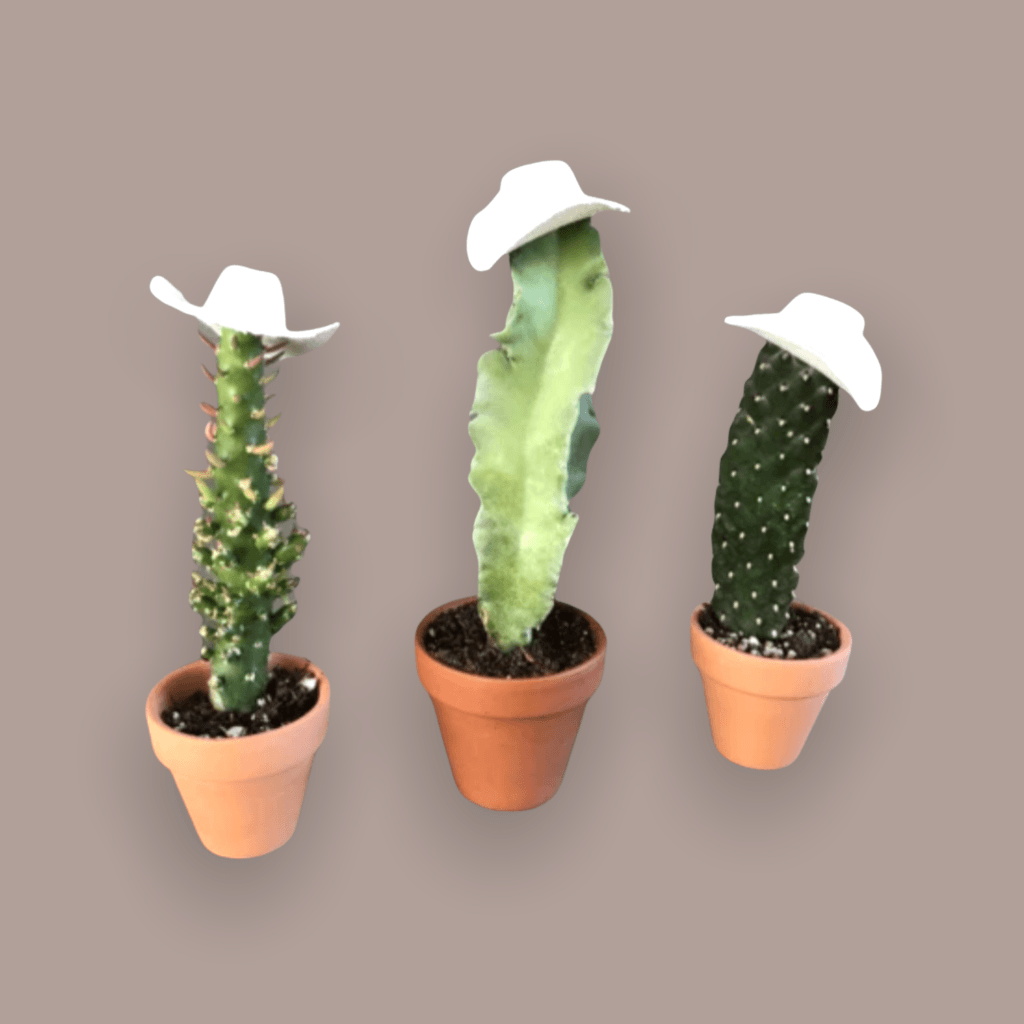 Cowboy Cacti Trio Houseplant